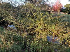 Salix mucronata