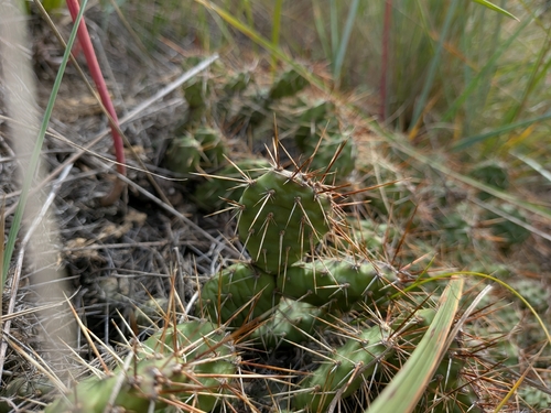 Brittle Pricklypear