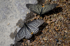 Papilio epycides