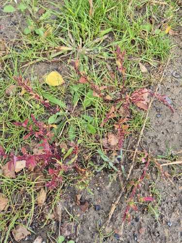 Many-seeded Goosefoot