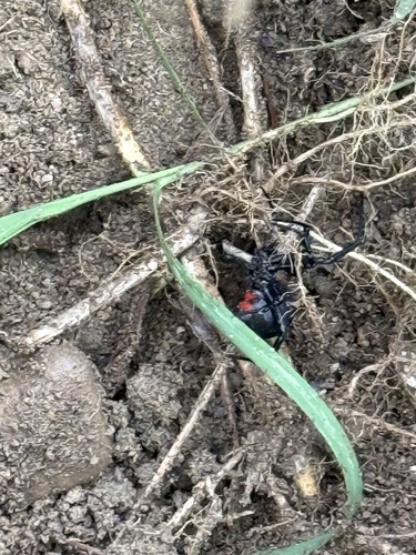 Southern Black Widow