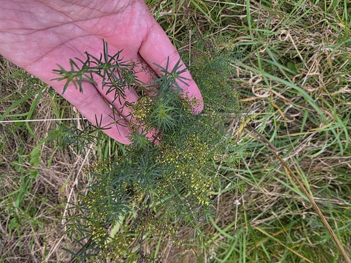 Lady's Bedstraw