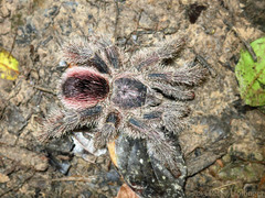 Avicularia juruensis