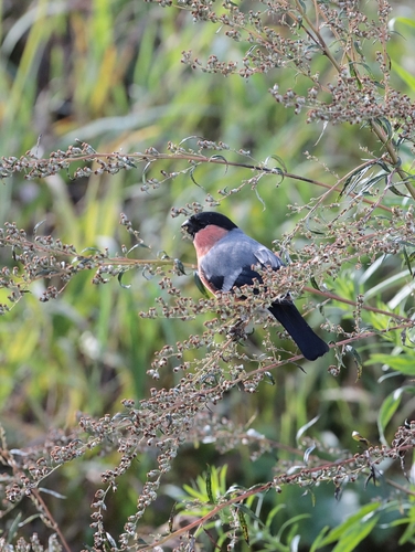 Eurasian Bullfinch
