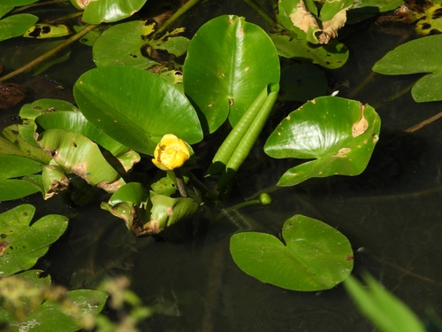yellow water-lily