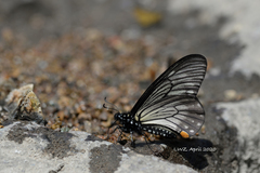 Papilio epycides