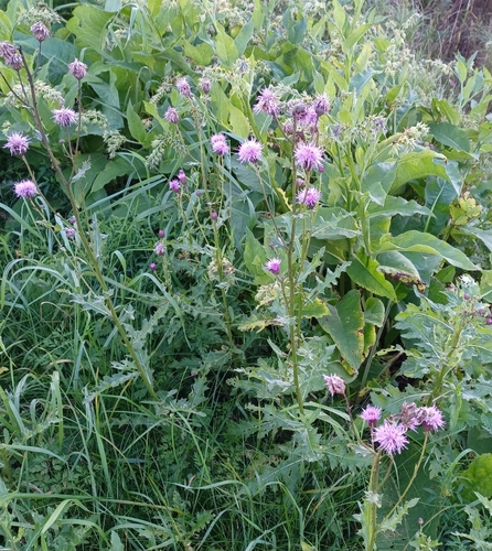 creeping thistle