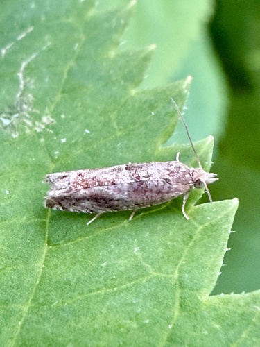 Nut Bud Moth