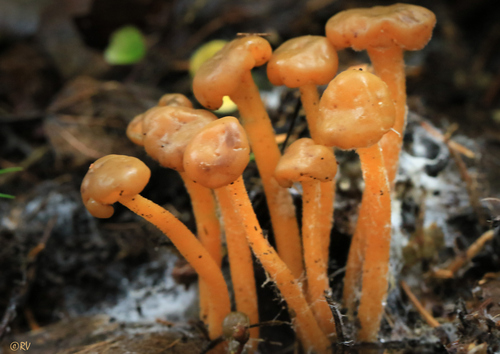 Ochre Jelly Club
