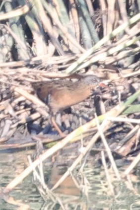 iNaturalist observation photo of Virginia Rail