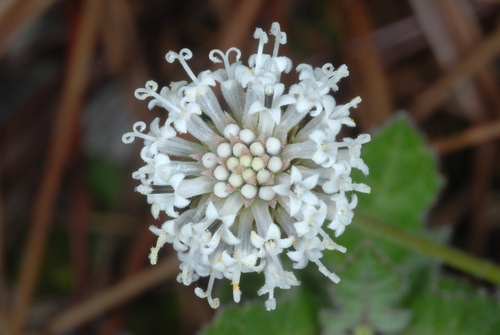 Melanthera parvifolia, photograph 6