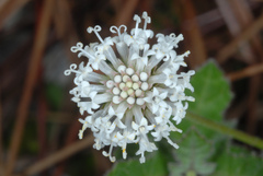Melanthera parvifolia, photograph (c) Douglas Goldman, some rights reserved (CC BY-SA)