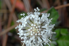 Melanthera parvifolia, photograph (c) Douglas Goldman, some rights reserved (CC BY-SA)