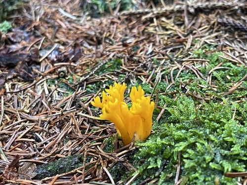 Jelly-antler