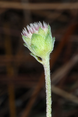 Melanthera parvifolia, photograph (c) Douglas Goldman, some rights reserved (CC BY-SA)