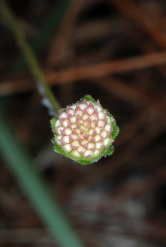 Melanthera parvifolia, photograph 5