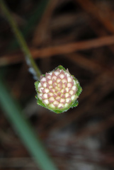 Melanthera parvifolia, photograph (c) Douglas Goldman, some rights reserved (CC BY-SA)