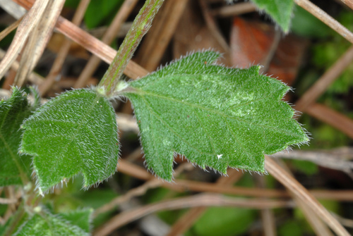 Melanthera parvifolia, photograph 1