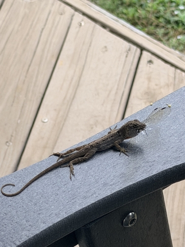 Brown Anole