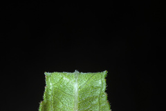 Melanthera parvifolia