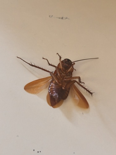 American Cockroach