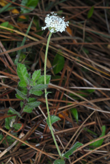 Melanthera parvifolia, photograph (c) Douglas Goldman, some rights reserved (CC BY-SA)