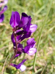Vicia onobrychioides
