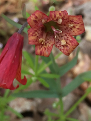 Fritillaria recurva