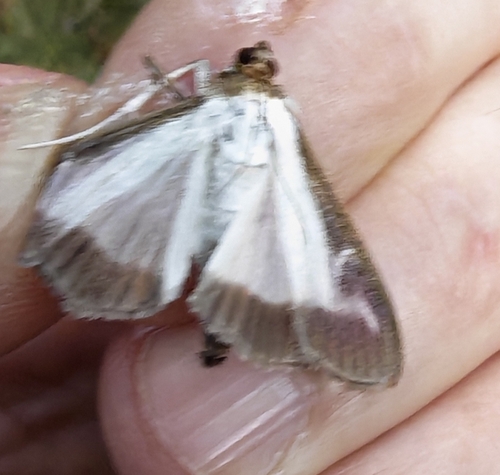 Box Tree Moth