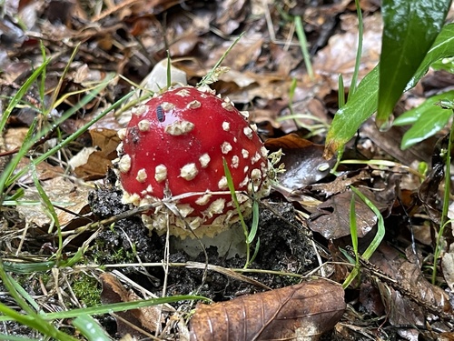 Fly Agaric