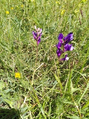 Vicia onobrychioides