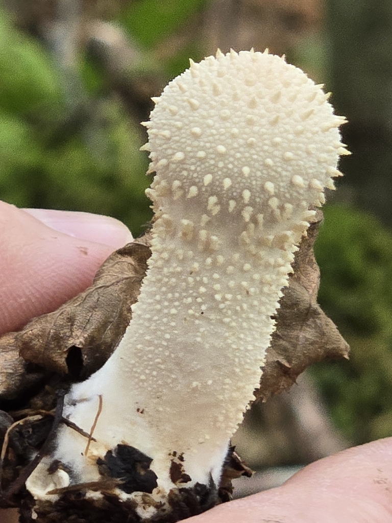 common puffball · September 2026 · photo: Photo: (c) Alexander Diaz, some rights reserved (CC BY) · iNaturalist