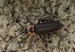 Atalantycha dentigera