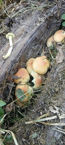 Sulphur Tuft