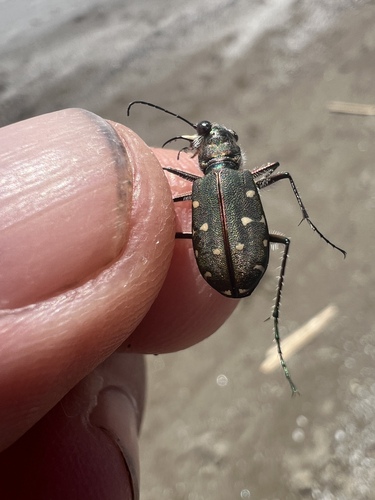 Calomera littoralis nemoralis