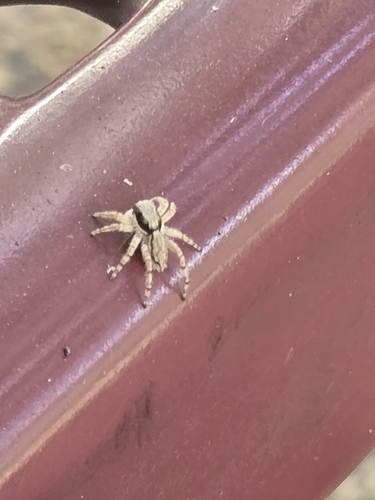 Gray Wall Jumping Spider