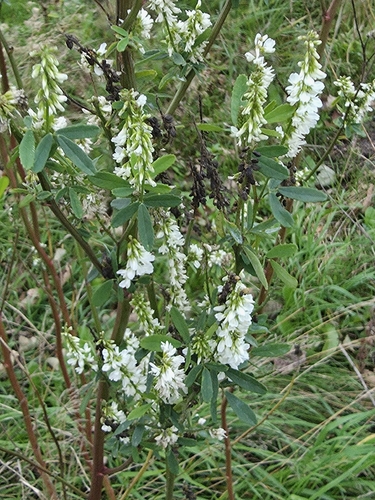 White Sweetclover