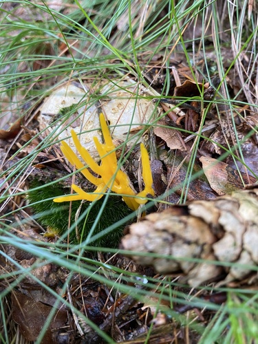 Jelly-antler