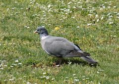 Columba palumbus