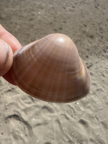 Rayed Trough Shell