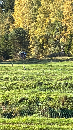 Grey Heron