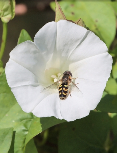 Yellow-bowed Smoothwing