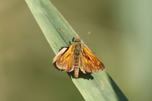 Large Skipper