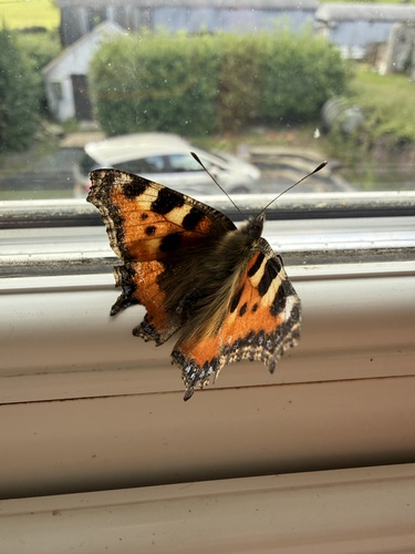 Small Tortoiseshell