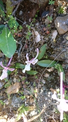 Orchis anatolica