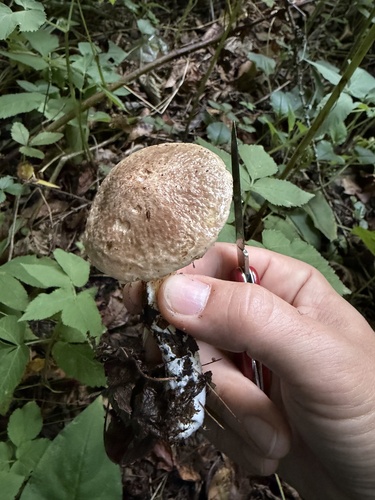 Sticky Bolete