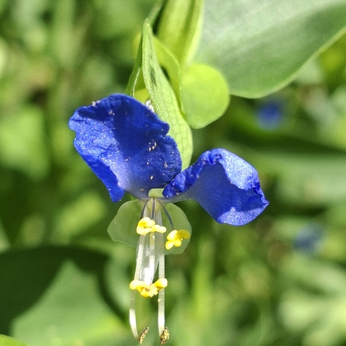 Asiatic dayflower