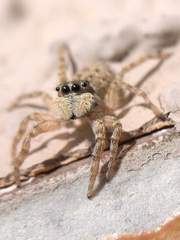 Menemerus semilimbatus