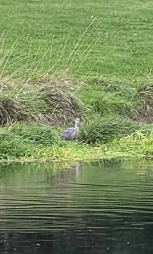 Grey Heron