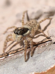 Menemerus semilimbatus